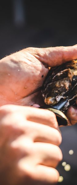 A,Man,Shucking,Fresh,Oysters,With,A,Blade,,Purposefully,Out